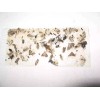 Tred-Not 10 pk Glue Trap Sow Bug / Pill Bug