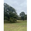 Patrick Creek Farm Texas Native Pecan Tree Seeds 20 Fresh