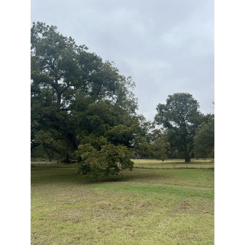 Patrick Creek Farm Texas Native Pecan Tree Seeds 20 Fresh