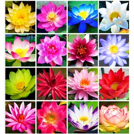 30 PCS Bowl Lotus Seeds Bonsai Lotus Seeds for Planting Water Lily Pink Purple Red Flower Aquatic Plants Seed Pond Plants Non GMO Home Garden Flowering