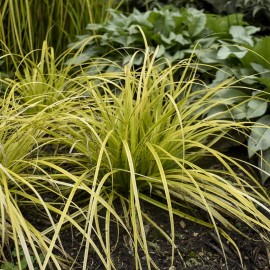 My Store Evercolor 'Everillo' Japanese Sedge Carex Shade Grass Hosta Companion