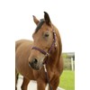 Kerbl Hippo Headcollar Aubergine Size 2 Pack of 120 3222138