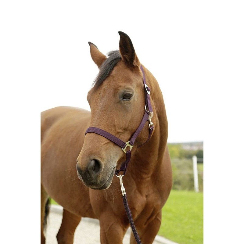 Kerbl Hippo Headcollar Aubergine Size 2 Pack of 120 3222138