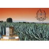 Bálsamo Crecimiento Barba Bigote The Shaving Co. 1810-500 3x50ml