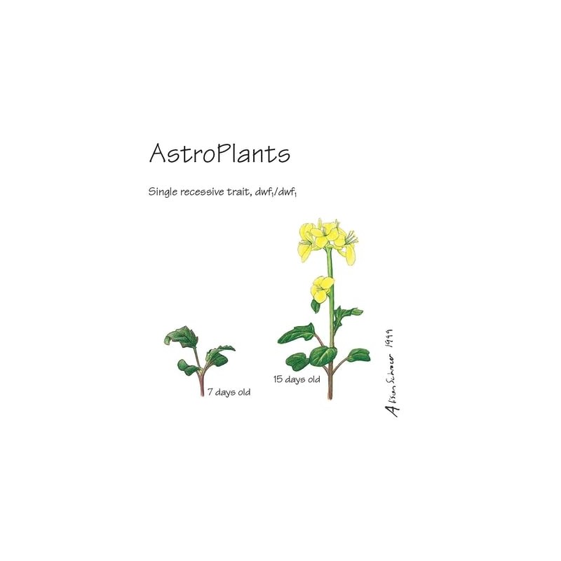 Brassica rapa Wisconsin Fast Plants, AstroPlants Seed, Pack of 200