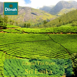 Dilmah Tea Bags | Premium Single Origin, 100% Pure Ceylon Tea, 200 Tea Bags, No Additives, Ethically Grown & Packed in Sri Lanka