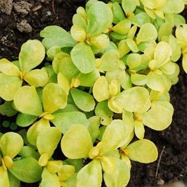 Outsidepride Golden Purslane - 10000 Seeds