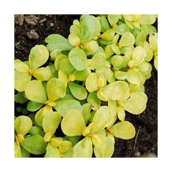 Outsidepride Golden Purslane - 10000 Seeds