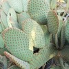 Opuntia microdasys rufida Cutting
