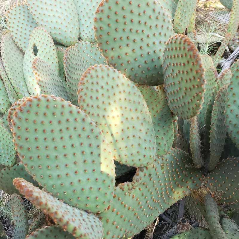 Opuntia microdasys rufida Cutting