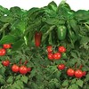 AeroGarden Salsa Garden Seed Pod Kit (6-pod)