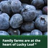 Lucky Leaf Organic Blueberry Pie Filling or Topping 21oz 4