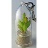 Apple Cactus Live Terrarium Plant Keychain Accessory