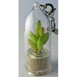 Apple Cactus Live Terrarium Plant Keychain Accessory