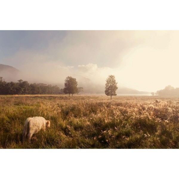 Dreamy Fields Poster Print - Rainbow Fine Jenny (24 x