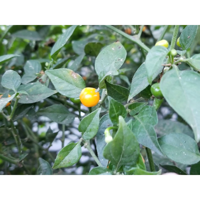 Aji Charapita Pepper 10+ Seeds