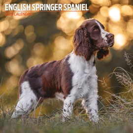 English Springer Spaniel 2025 Traditional Calendar