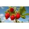 Sweet Wild Strawberry Seeds for Planting Fragaria Vesca Fraisier des