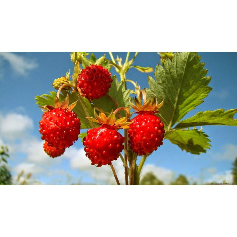 Sweet Wild Strawberry Seeds for Planting Fragaria Vesca Fraisier des