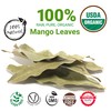 2.6oz Mango Leaves, Hojas De Mango Entera, All Natural Dried