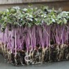 Cabbage Seeds for Sprouting Microgreens – Heirloom, Non-GMO Seeds to