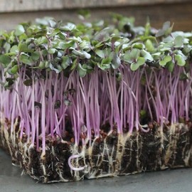 Cabbage Seeds for Sprouting Microgreens – Heirloom, Non-GMO Seeds to Plant & Grow Red Acre Cabbage in Home Indoor Hydroponic Gardens – High Germination Rates, 1 Packet Approx 250 Seeds