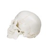 Vision Scientific VAL221 Medical Numbered Human Skull-3 Part | Life