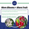 Jack's Professional 10-30-20 Blossom Booster Water-Soluble Fertilizer with Micronutrients for