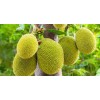 Unbranded Jackfruit Seedling Tree Live - 1 Year Old Tree