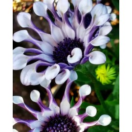 Flowers Osteospermum Mix Seeds ~ Spider ~ Daisy ~ Cool Flowers ~ Grow Your Own ~ Rare
