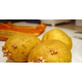 Simply Seed - 3 LBS - German Butterball - Potato Seed - Non GMO - Natural Grown
