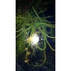 Cactus Night Blooming Cereus Cactus 5 ROOTED Cacti Easy to
