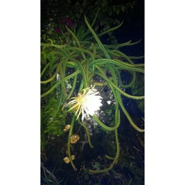 Cactus Night Blooming Cereus Cactus 5 ROOTED Cacti Easy to Grow Queen of the Night LIVE