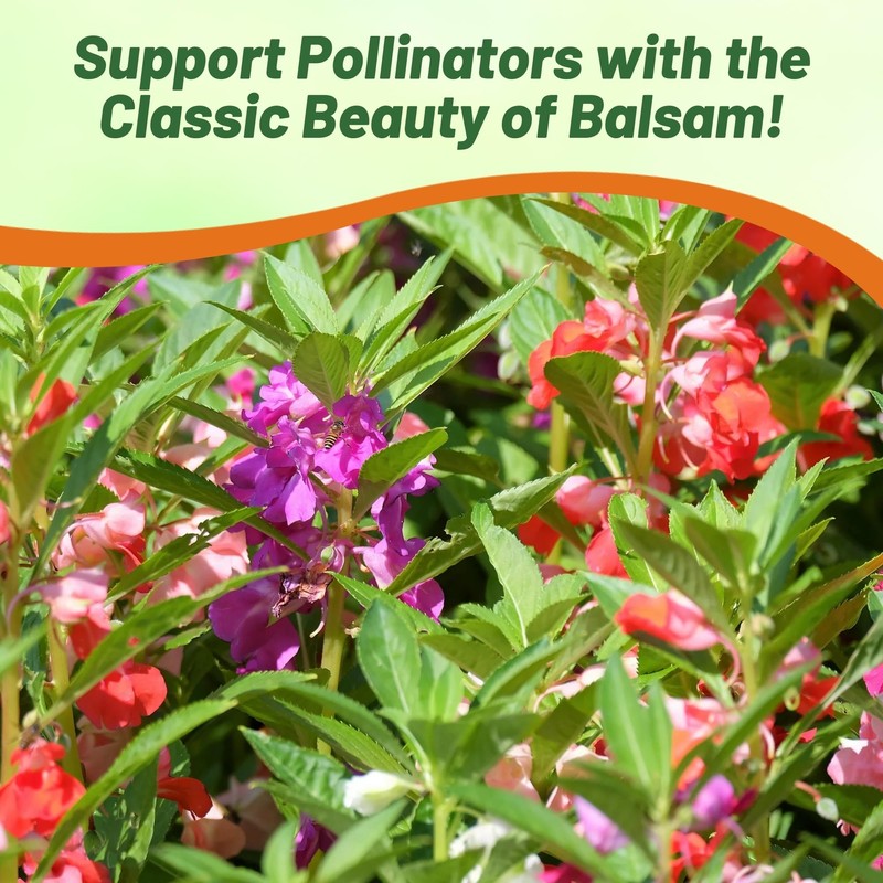 Outsidepride Balsam Impatiens Flower Seeds - 500 Pcs Annual, Compact