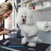 LEIBOU 36-inch Height Adjustable(23''~33.8'') and Foldable Pet Dog Grooming Table