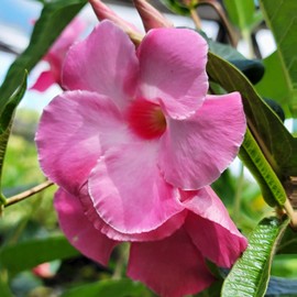 Alice du Pont Mandevilla Dipladenia Tropical Vine Live Plant Pink Flower Brazilian Jasmine Starter Size 4 Inch Pot