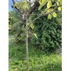 GARDENIX Bindeschlauch, Hohlschnur 3.9mm x 30m, Bindematerial zum Anbinden von