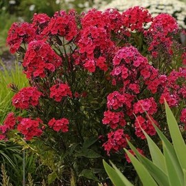 50 Red Riding Hood Phlox Seeds Flower Perennial Seed Flowers Butterfly Perennial Flower Garden Seed Flowers Seed Flower