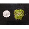 Duckweed (1000+) High Quality Floating Indoor Grown Aquarium Plant