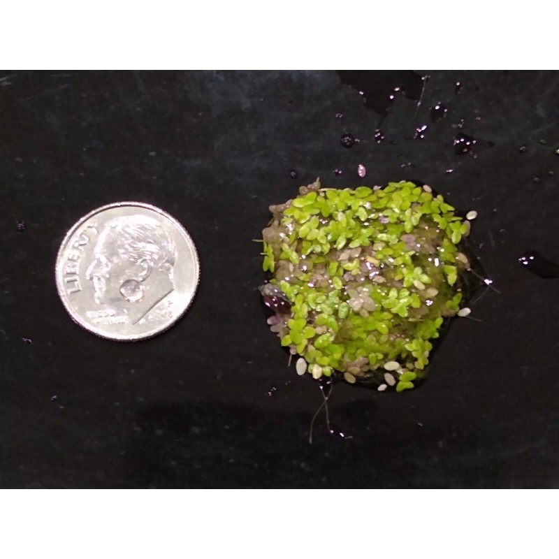 Duckweed (1000+) High Quality Floating Indoor Grown Aquarium Plant