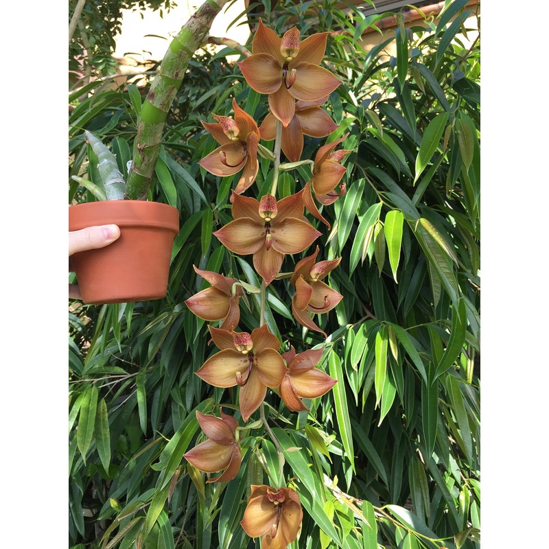 Orchiata Pine Bark for Orchids, Aroids and Tropicals - Power