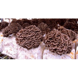 RAISE ME UP: Hen of The Woods Mushrooms Spores Maitake Grifola Frondosa Non GMO Heirloom 100 Seeds