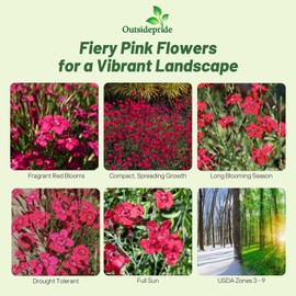 Outsidepride Deltoides Maiden Pink Dianthus Seeds for Planting - 10000 Pcs Easy to Grow Hardy Perennial Flower Seeds with Colorful & Fragrant Blooms for Mixed Planting, Containers & Pollinator Gardens