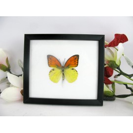 A Real Exotic Prepared Butterfly in Picture Frame Wall Picture Display Case Entomology Taxidermy 20 x 17 x 2 cm (Emperor Orange Tip)