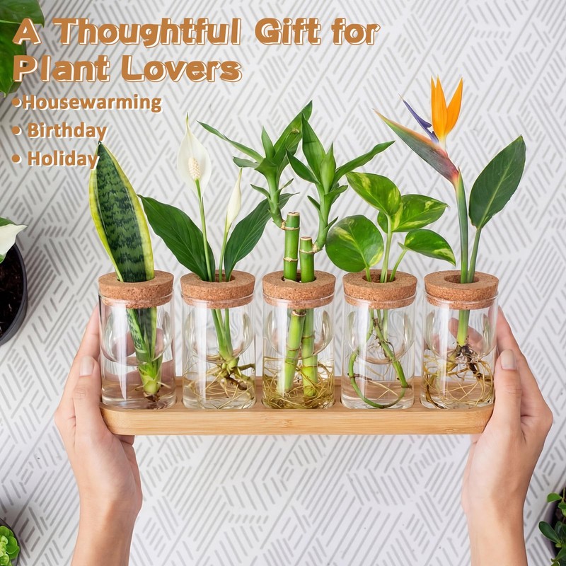 Zhehao 5 Pack Plant Propagation Station Hydroponic Glass Jar Terrarium