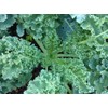 Kale, VATES Blue Curled Scotch Kale Seeds, 100 Seeds PER