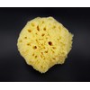 Real Sea Sponge for Men - Extra Large 6"-7", Totally