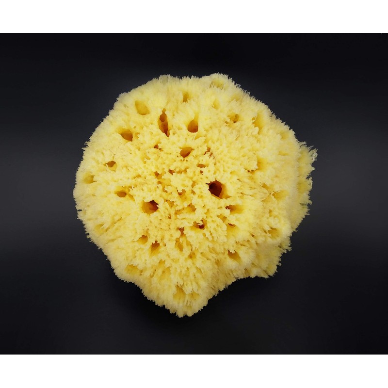 Real Sea Sponge for Men - Extra Large 6"-7", Totally