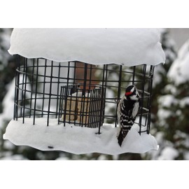 Erva Large Squirrel Proof Bird Feeder - Fits 2 Suet Cakes to Attract A Variety of Birds - Made in The USA