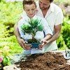 Doter Bonsai Soil Mix 2qt Ready to Use, Organic Bonsai